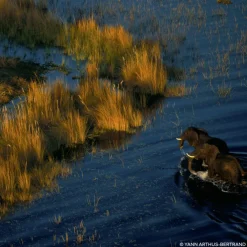 AQUA ALLEGORIA FORTE