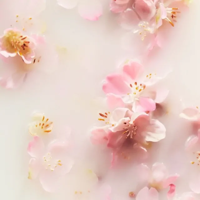 Crème Pour Le Corps