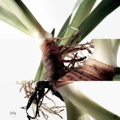 Eau de Gentiane Blanche