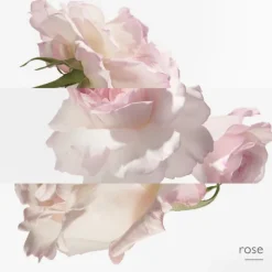 Eau de Pamplemousse Rose