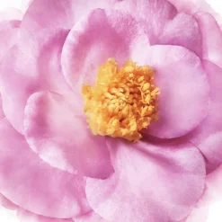 Hair Prodigieux® Shampooing Brillance Miroir