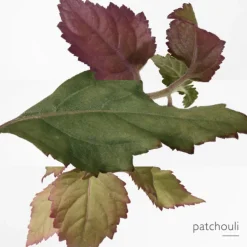 L'Ambre des Merveilles