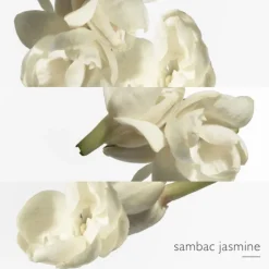 Le Jardin de Monsieur Li