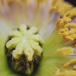 L'Eau Rêvée d'Alma