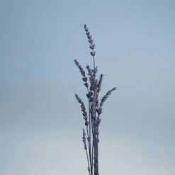 Pour un Homme de CARON Le Matin