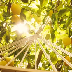 Replica Under the Lemon Trees