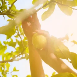 Replica Under the Lemon Trees