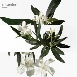 Un Jardin en Méditerranée