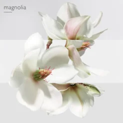 Un Jardin sur la Lagune