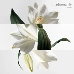 Un Jardin sur la Lagune